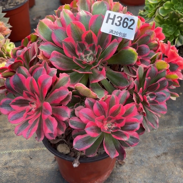 瑞妈，，，。。362。皇后，