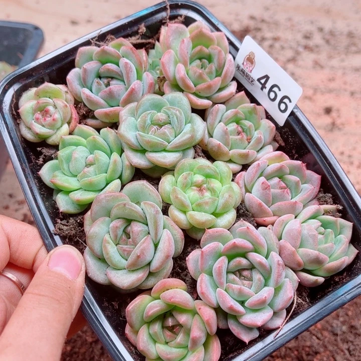 多肉植物多肉植物