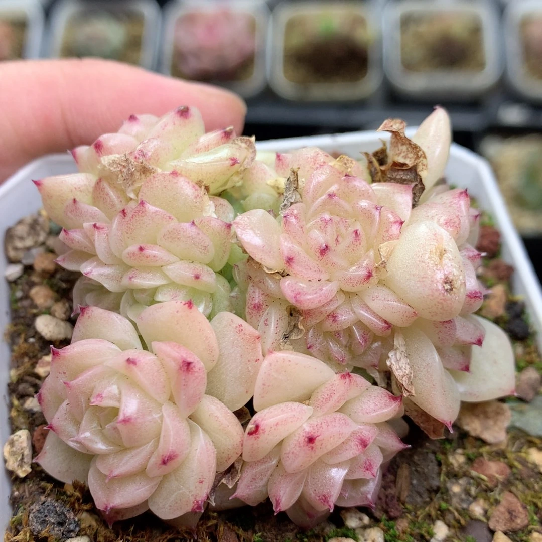 R119定繁编号麦杆D04