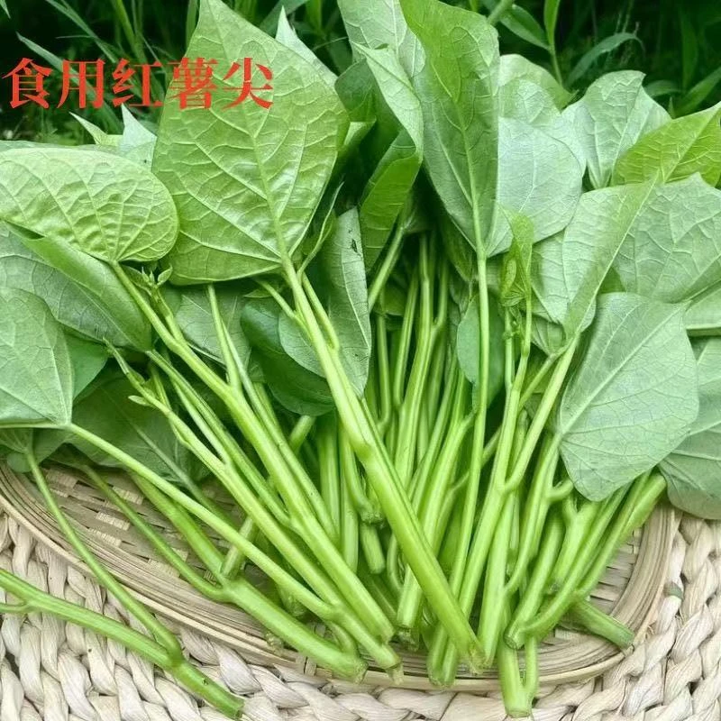 四川苕尖新鲜红薯叶番薯叶农家苕尖地瓜菜叶时令蔬菜