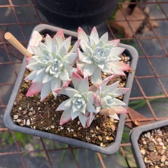 ****6谢谢姐姐～一物一拍2771