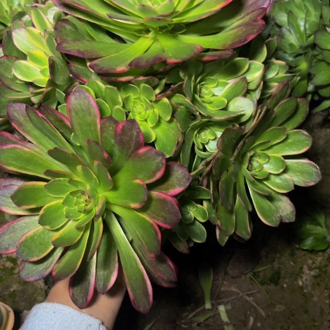 半夏多肉植物捧花的