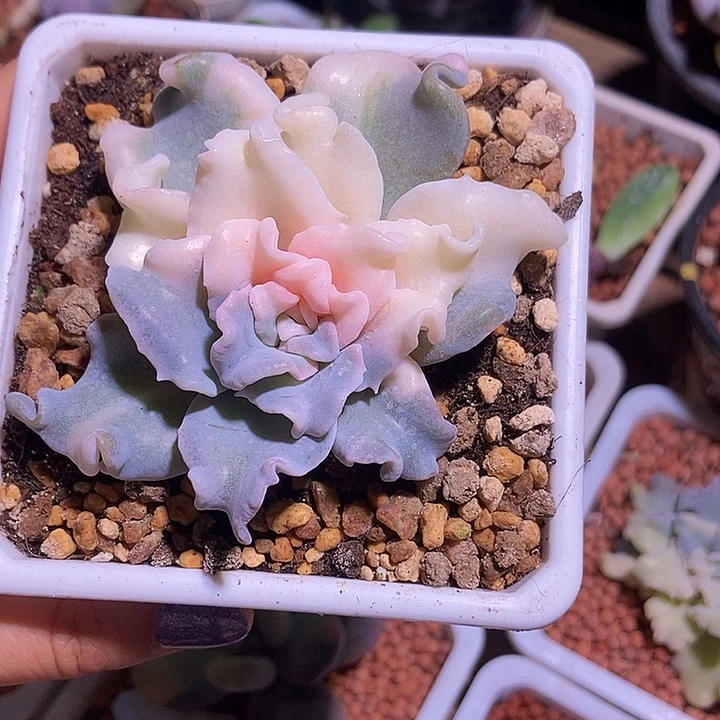 白饺子皮锦多肉植物