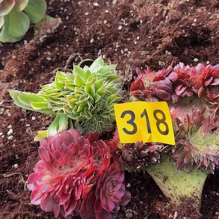 多肉植物福利318