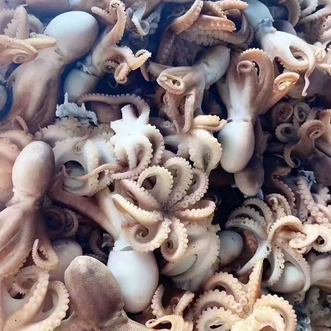 深海短腿八爪鱼口感脆嫩鲜