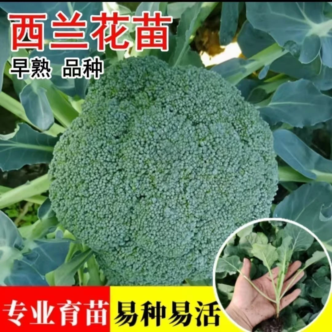 西兰花秧苗庭院绿植好养活包邮秧苗基地现挖秧苗西兰花种植盆栽