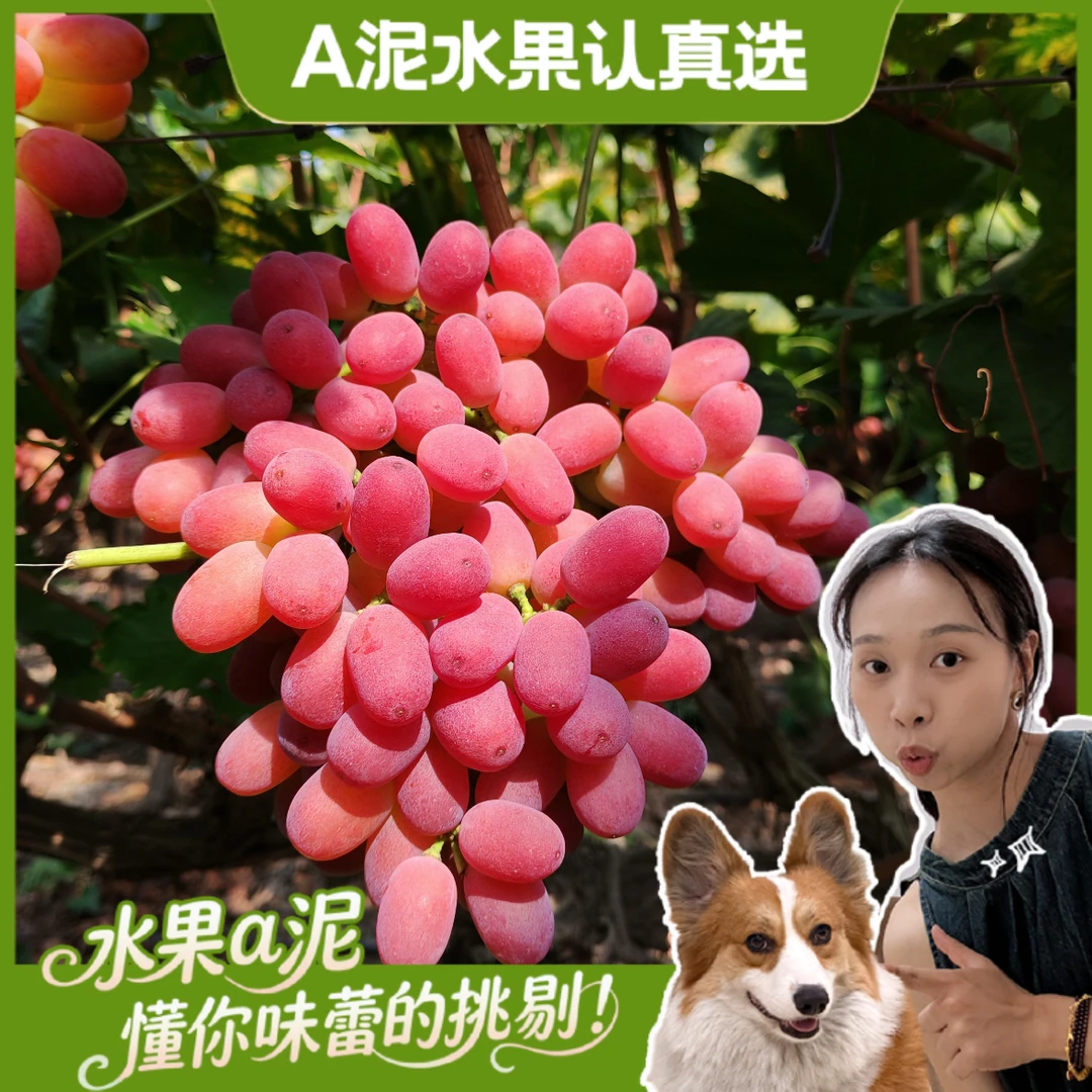 【次日达】西昌无籽红提  皮薄无籽硬脆香甜风味感清甜爽口四川省