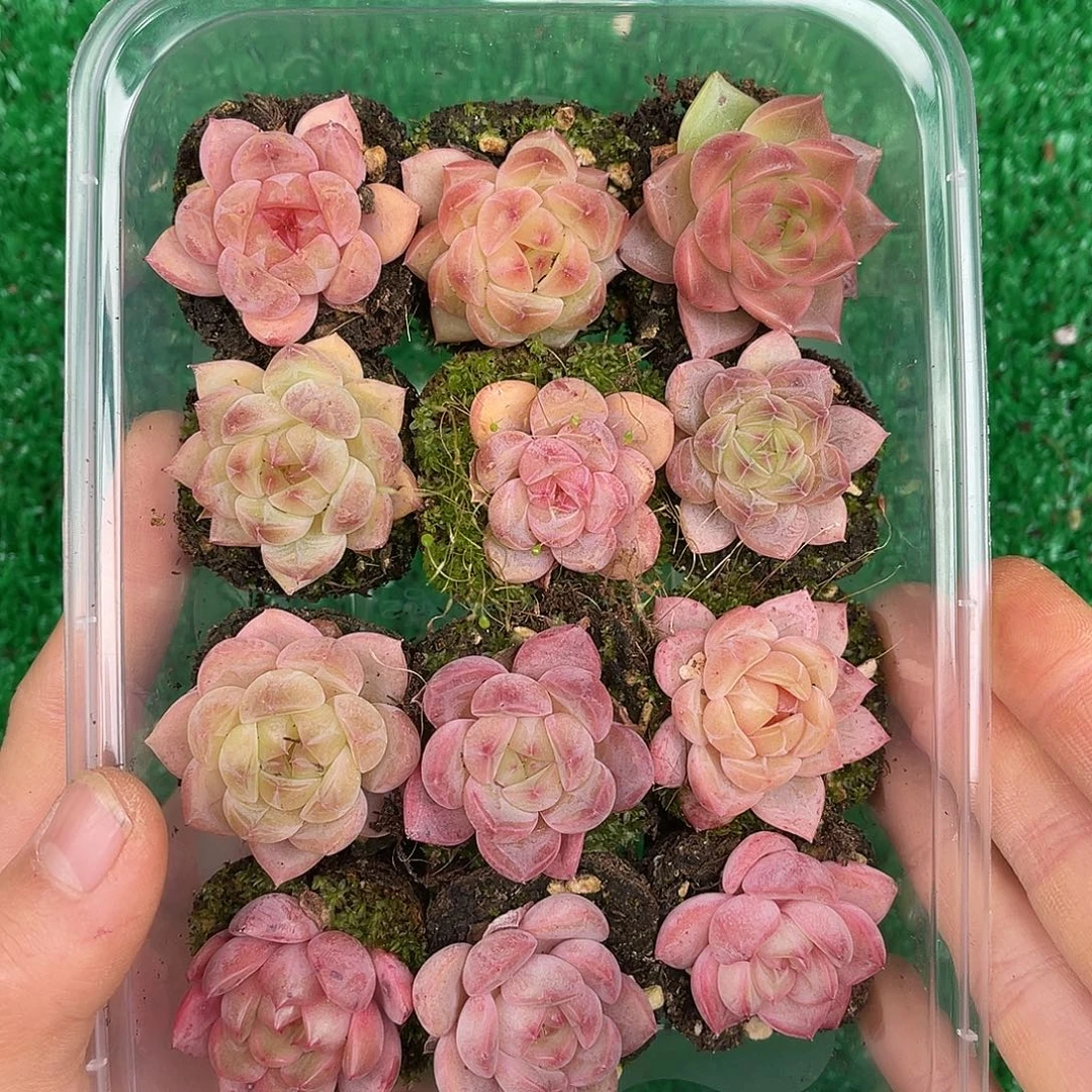 多肉一物一拍26-111