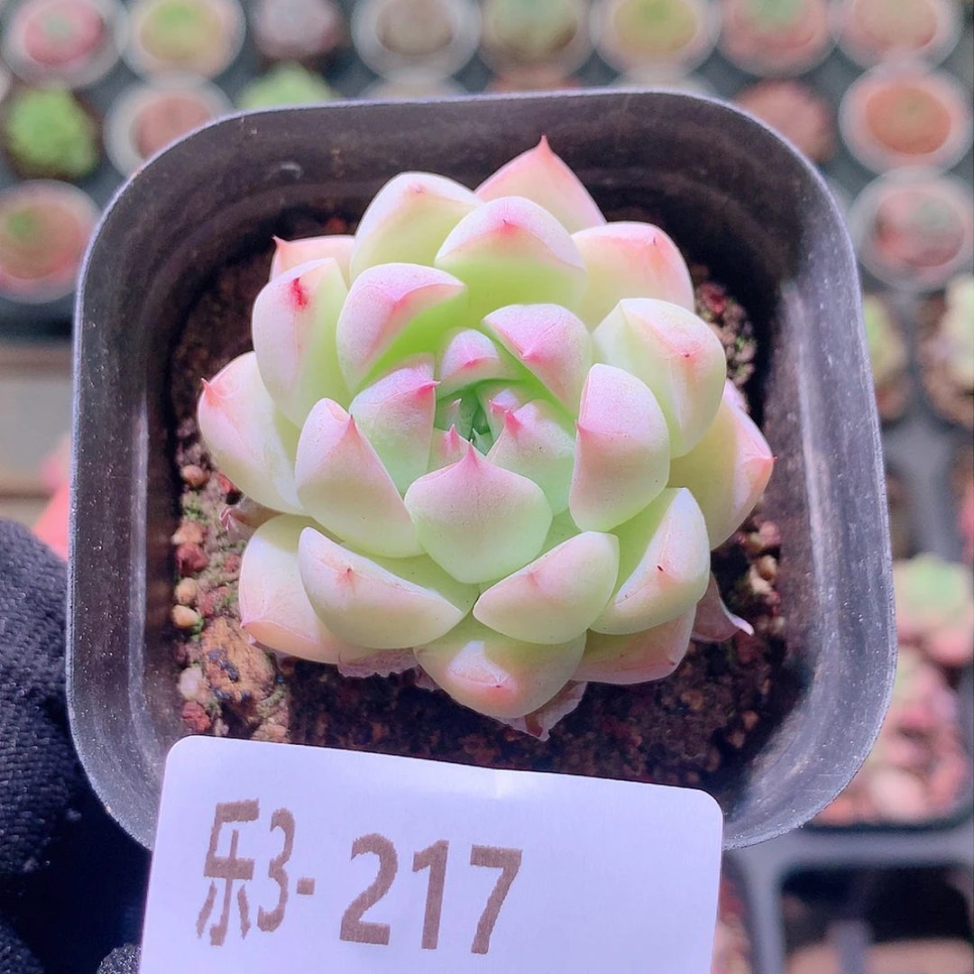 乐然3-217 新品单头