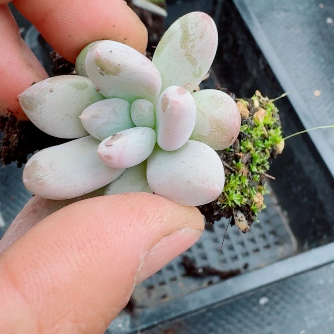 桃蛋杜里万杂交美人一颗4-68