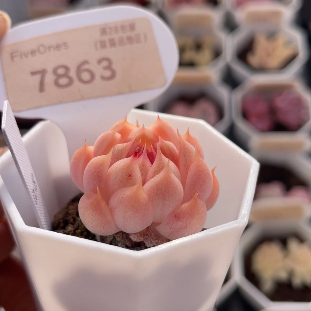 麦秆7863-3.0厘米