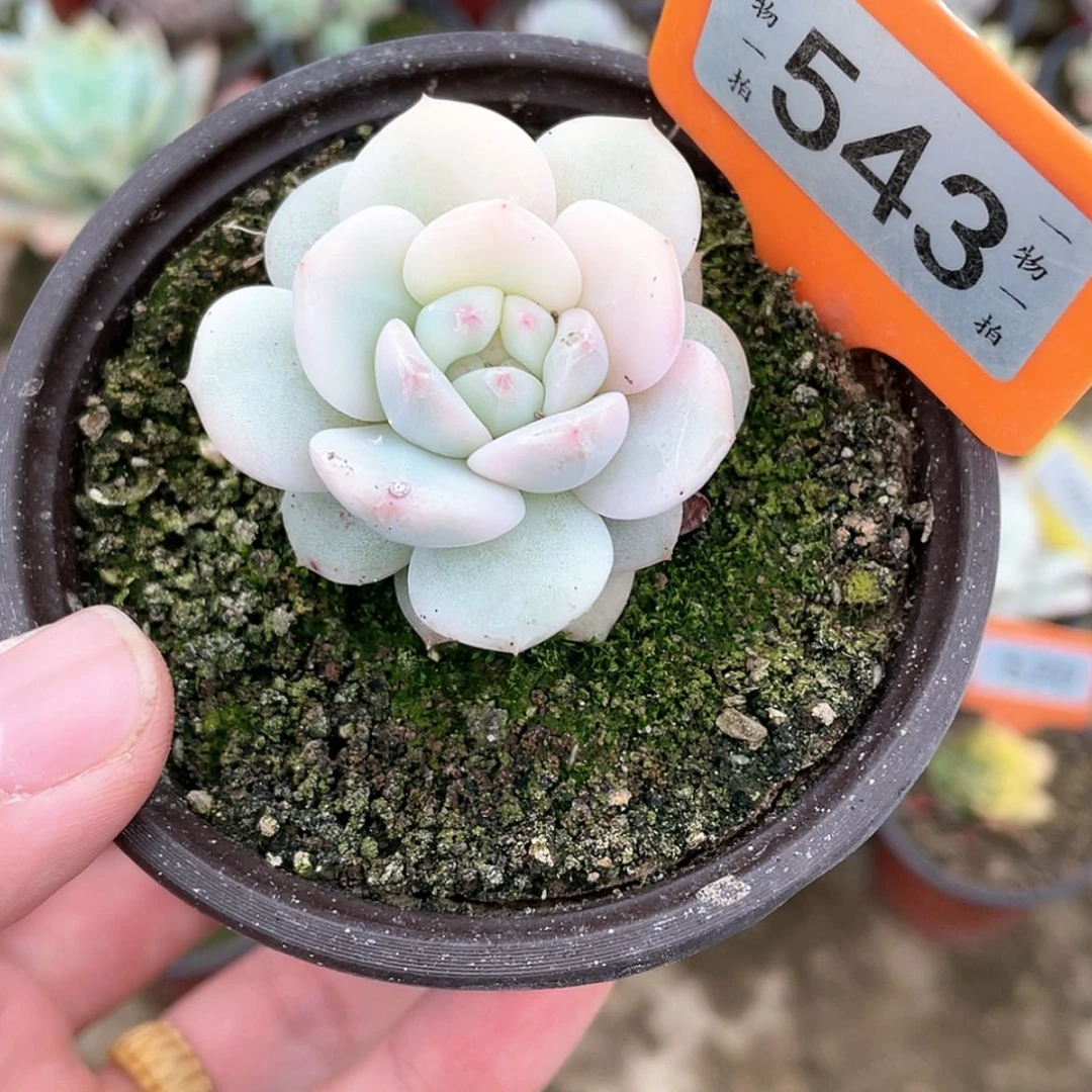 【闪购商品】543号