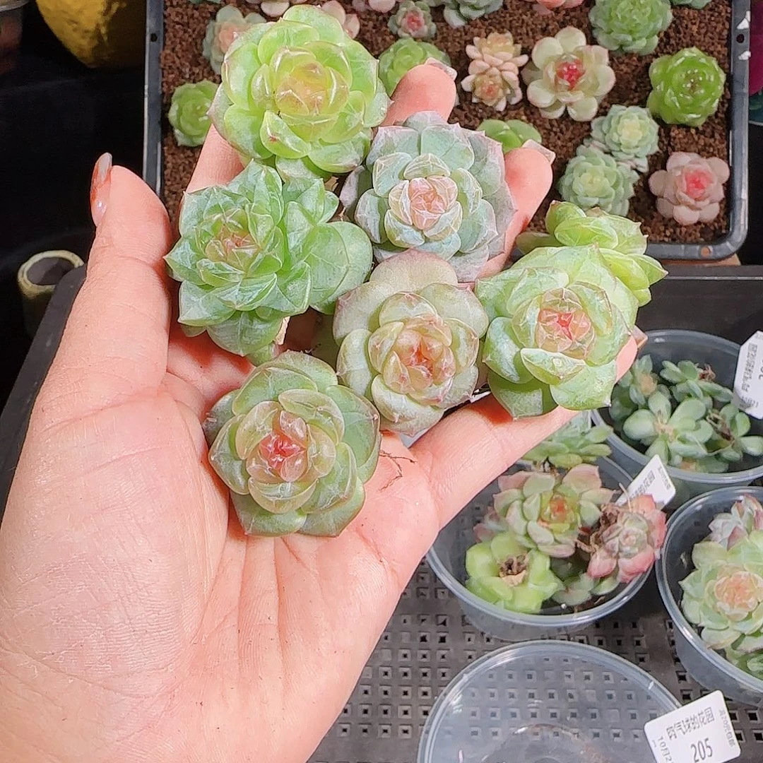 1023--205一物一拍