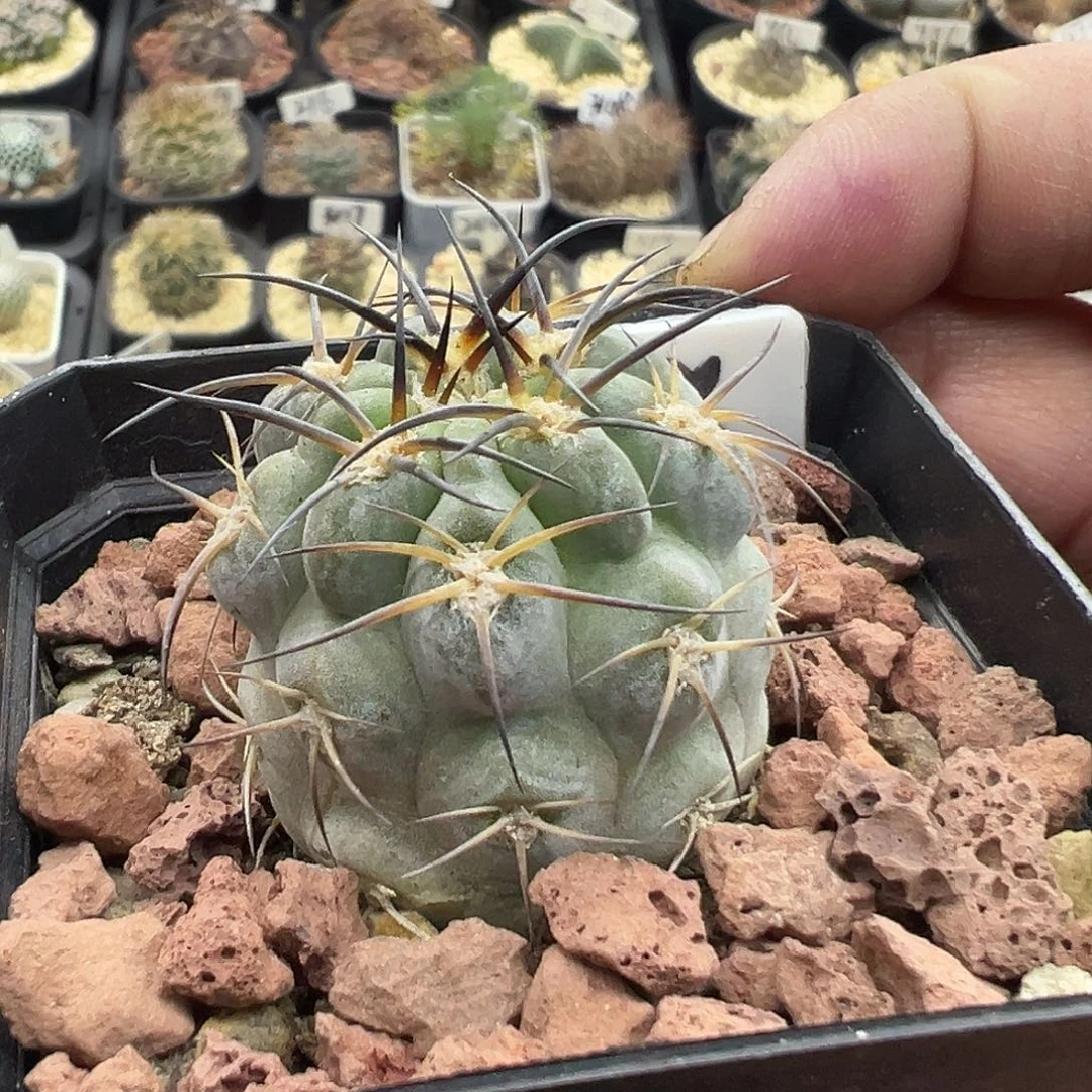 998阿寒玉实生仙人球