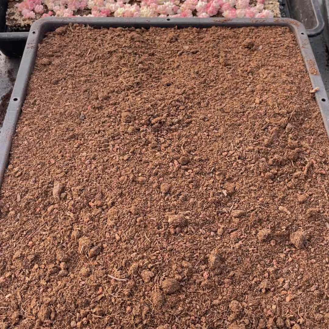 云糖心多肉植物839