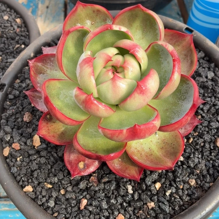 多肉植物惊鸿仙子