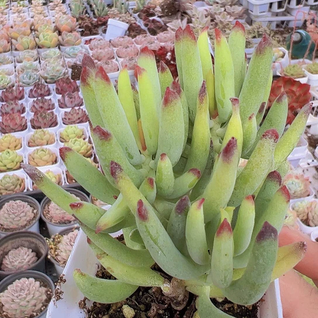 香蕉手指19包邮多肉