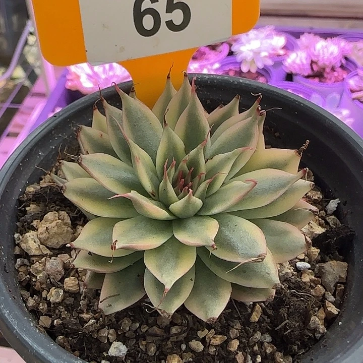 65银星锦多肉植物