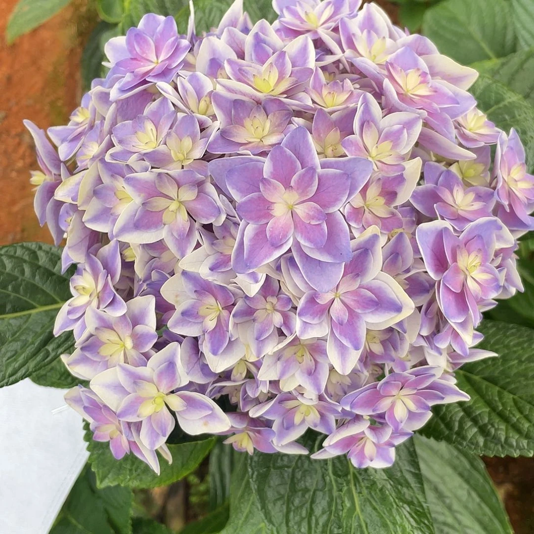 绣球切花一物一拍3枝起包邮，77