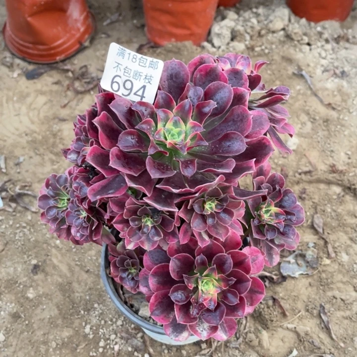 694美杜莎手捧1号棚