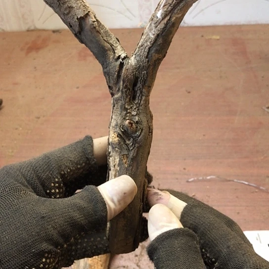 大果紫檀（缅甸花梨）8**9