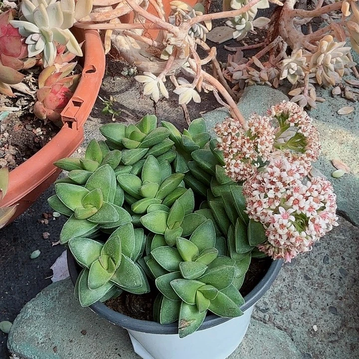 小夜衣多肉植物精品