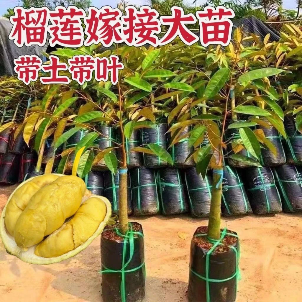 榴莲苗带土带叶发货正品嫁接金枕头黑刺猫山王榴莲四季庭院阳台