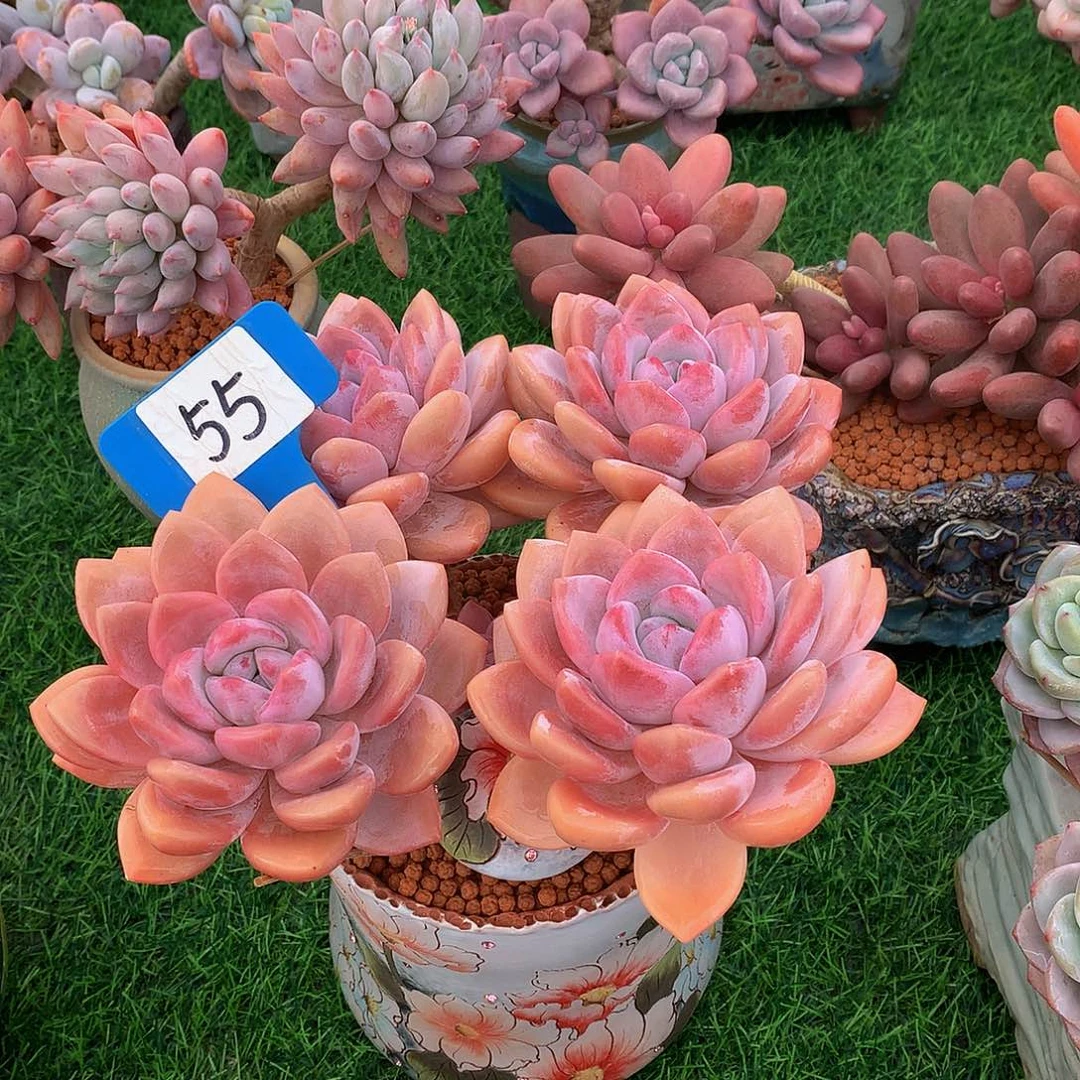 春****?果糖多肉植物6266227