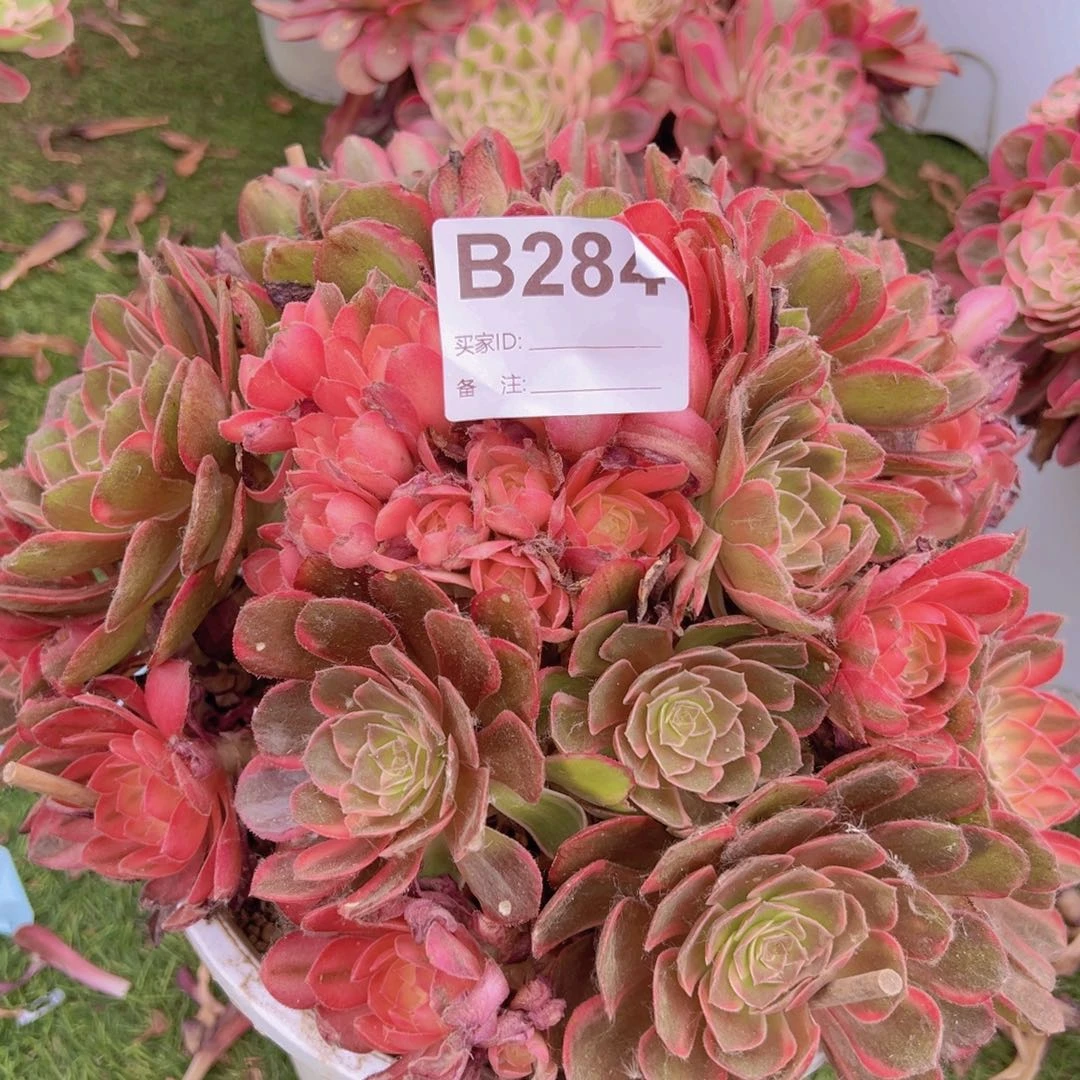 284，寄养黑魔锦多肉植物