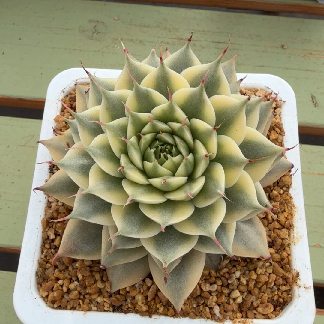 银星锦锦上园艺一物一拍