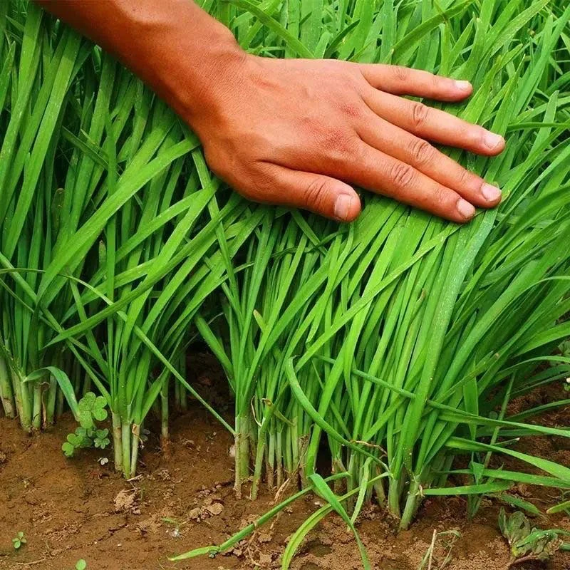 【全店满8包包邮】四季白根韭菜耐热耐寒韭菜籽四季易种植蔬菜种子