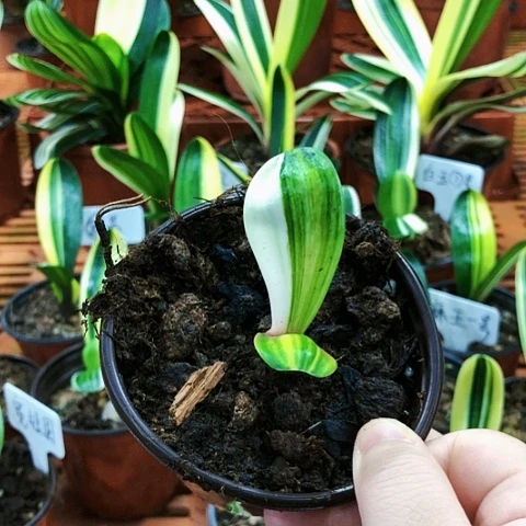 【闪购商品】用****6