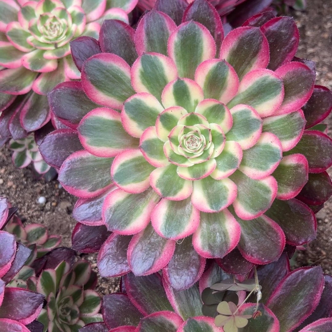 倾城手捧多肉植物