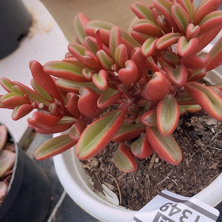 红背胶草1349多肉植物