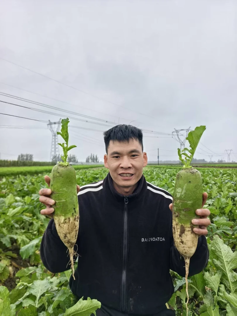 【现挖现发新鲜萝卜】河南农家自种新鲜现挖现发萝卜青萝卜脆口多汁