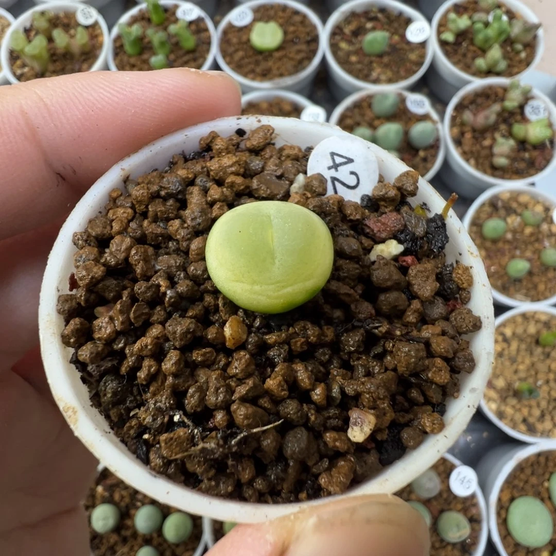 拉登一颗脱土420000