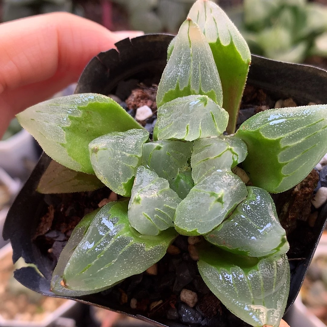 冰城寿带盆土发货loo