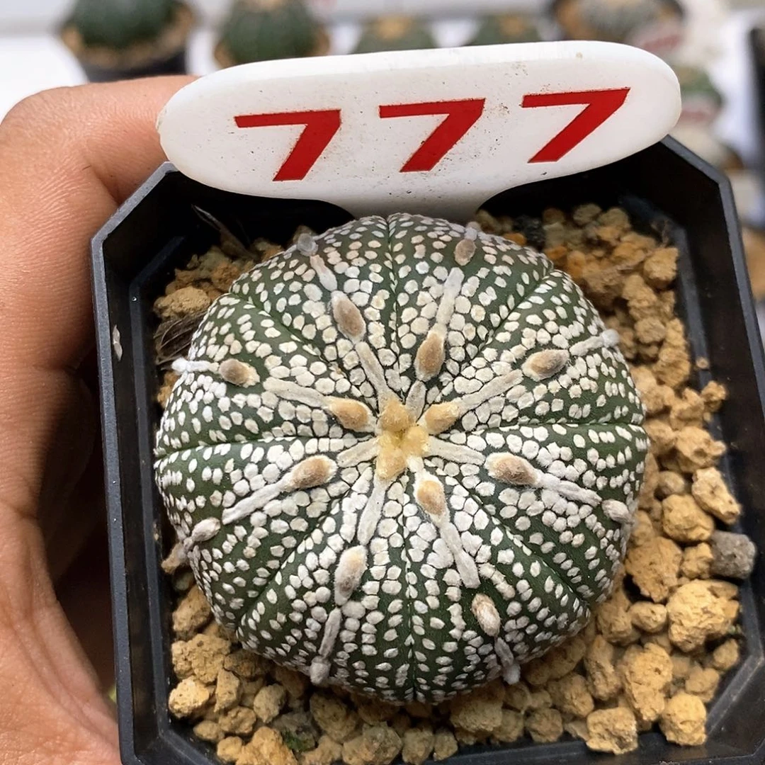 777福利了健健康康