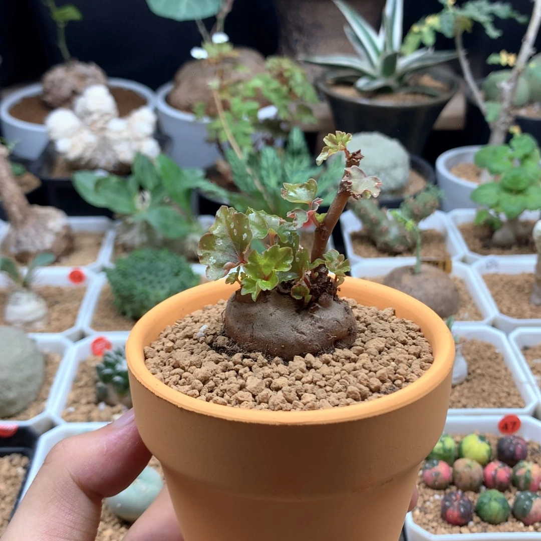 块根秋海棠带盆发货