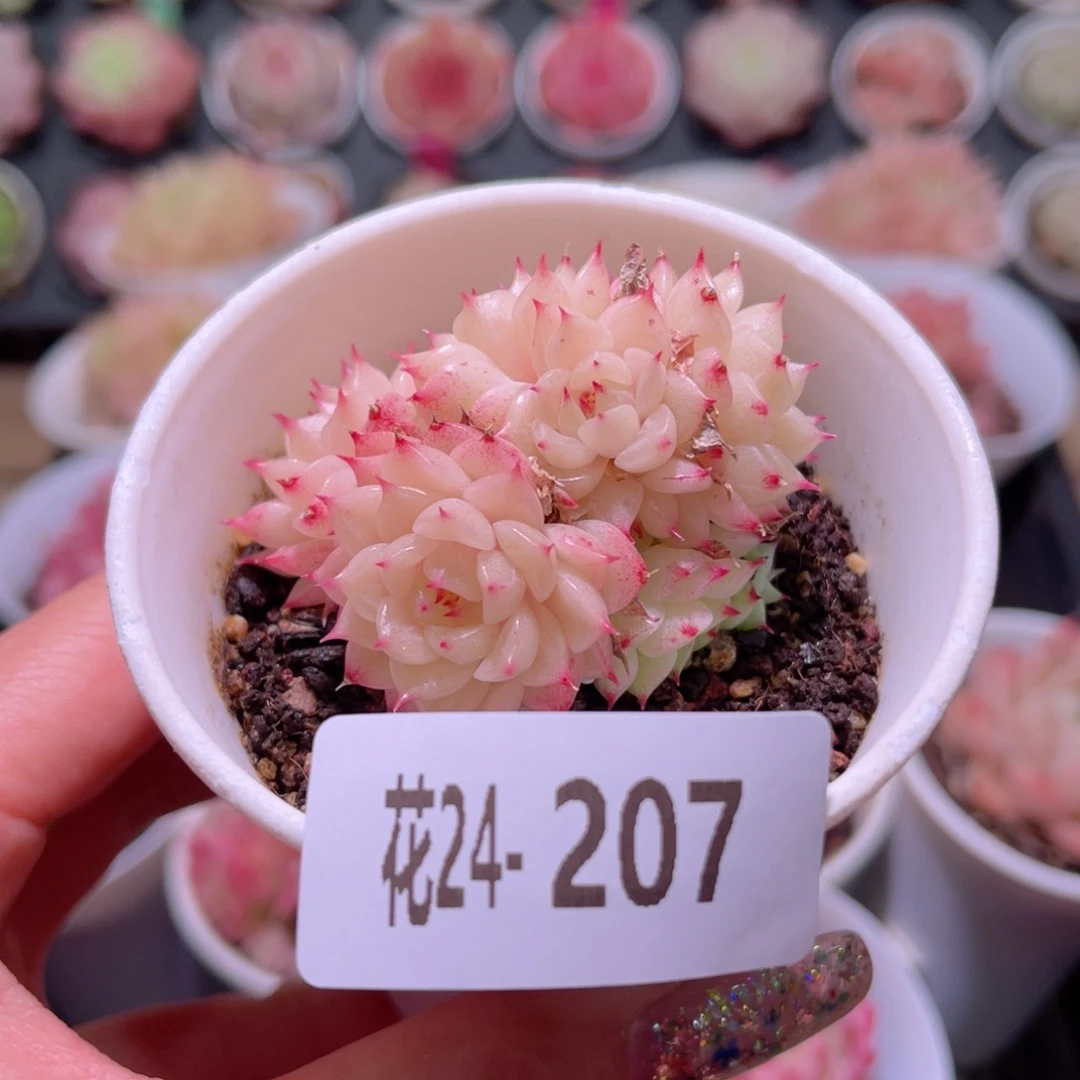 花利美24-207海王群