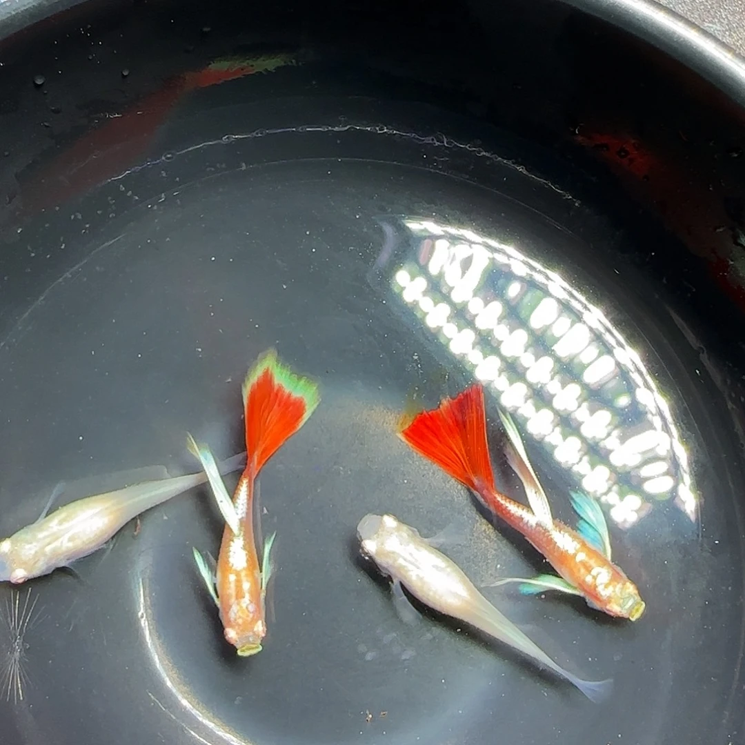 孔雀鱼蓝白火烧云飞船两对