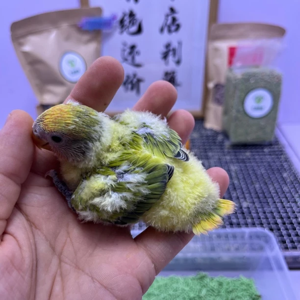 牡丹鹦鹉-精品绿闪派母F60954