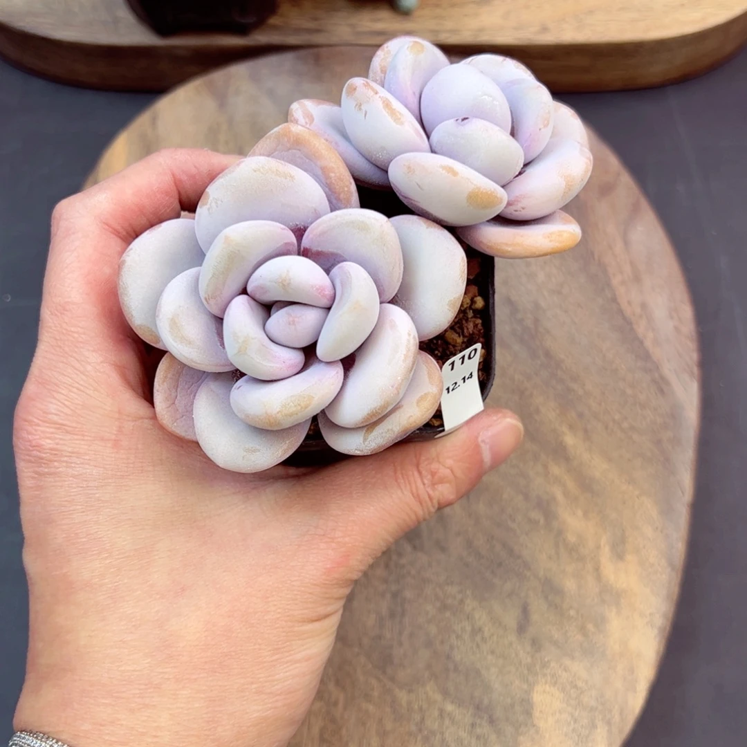 好好看110、哈哈哈哈哈