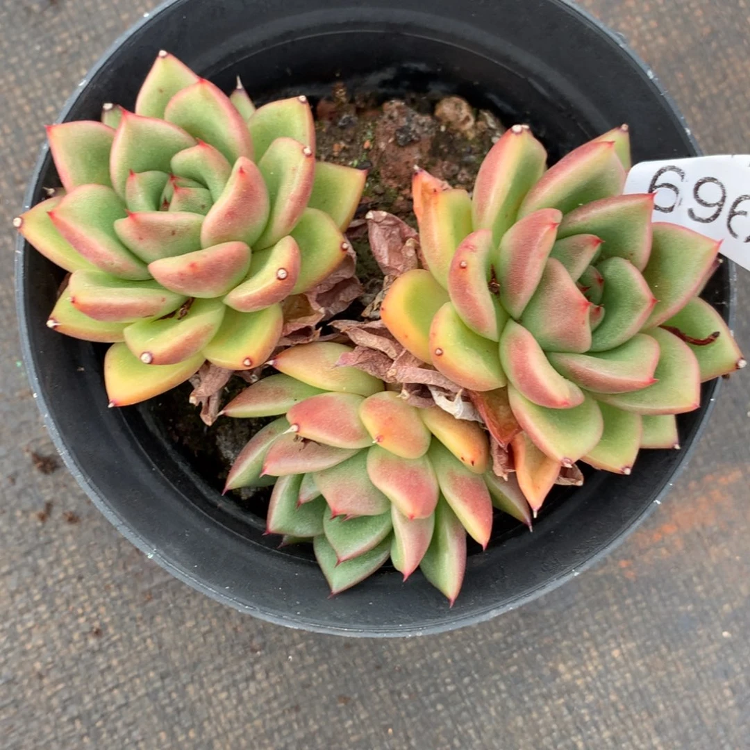 月****✨6967杂交精品基地11厘米