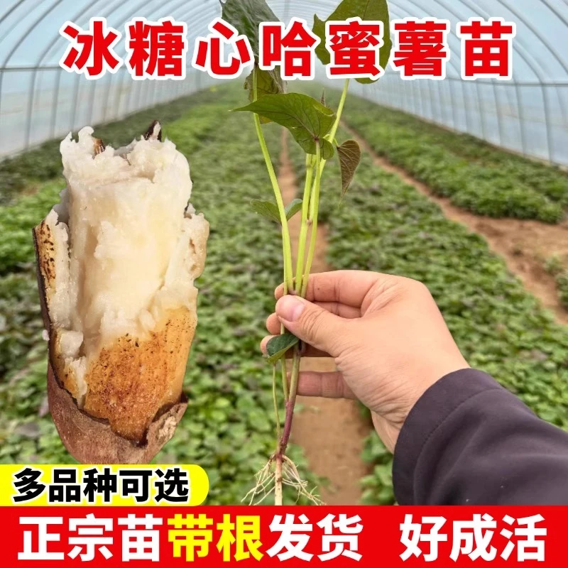 【白心哈密薯苗】正宗红皮红薯苗种高产种植秧苗地瓜种苗番薯叶苗