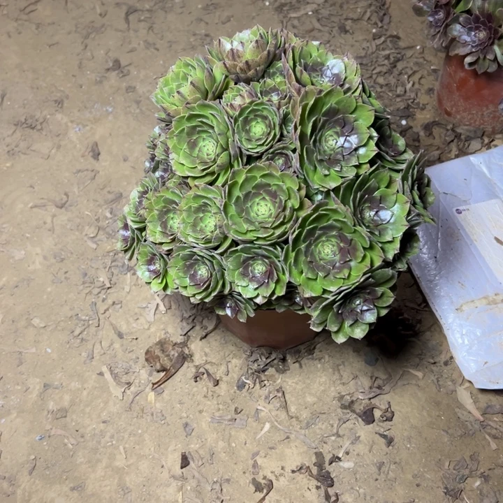 多肉植物拉丝法师89