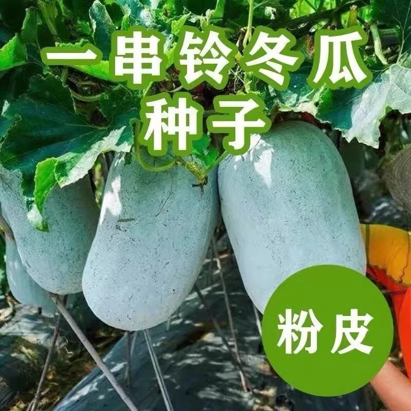 一串铃小冬瓜种子四季高产小冬瓜籽庭院阳台盆栽大田蔬菜种子