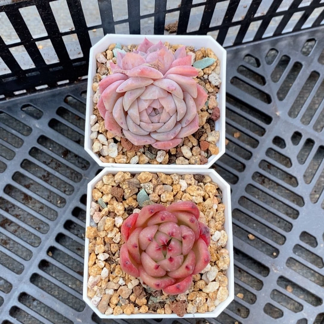 精品多肉一物一拍124