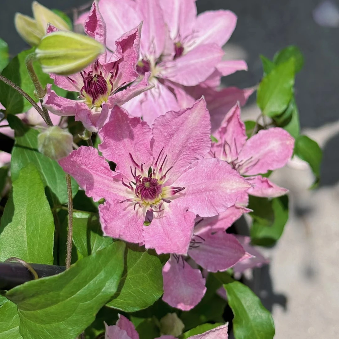 蓝坤园艺铁线莲（伊丽莎白修剪发货）庭院阳台种植带土花卉攀援植物