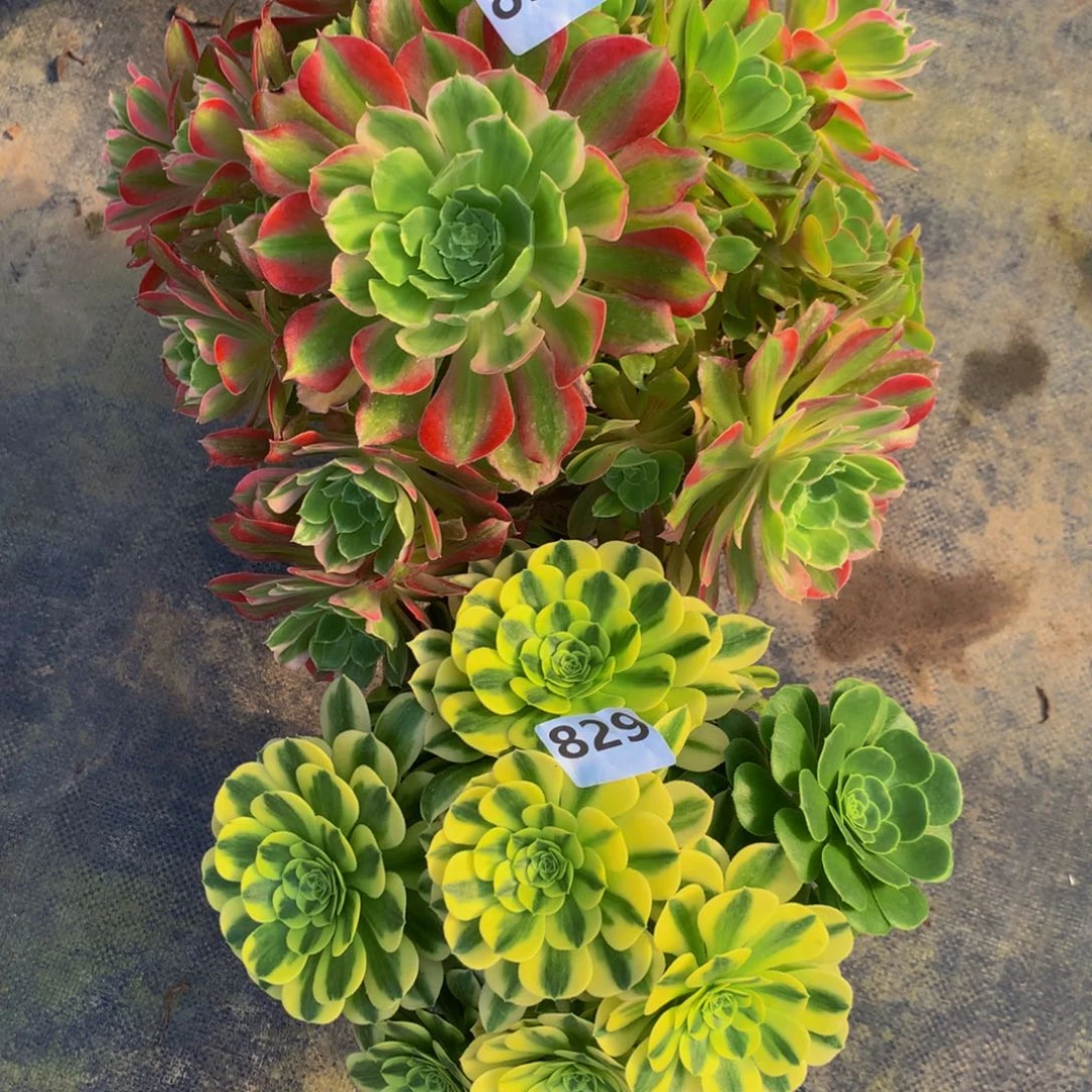 【闪购商品】两****舞830 829光辉七彩。迈巴赫